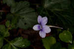 Longspur violet